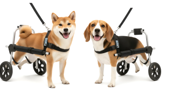 Cadeira de Rodas para Cachorro: Veja como Escolher a Ideal